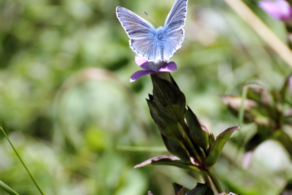 Polyommatus icarus?